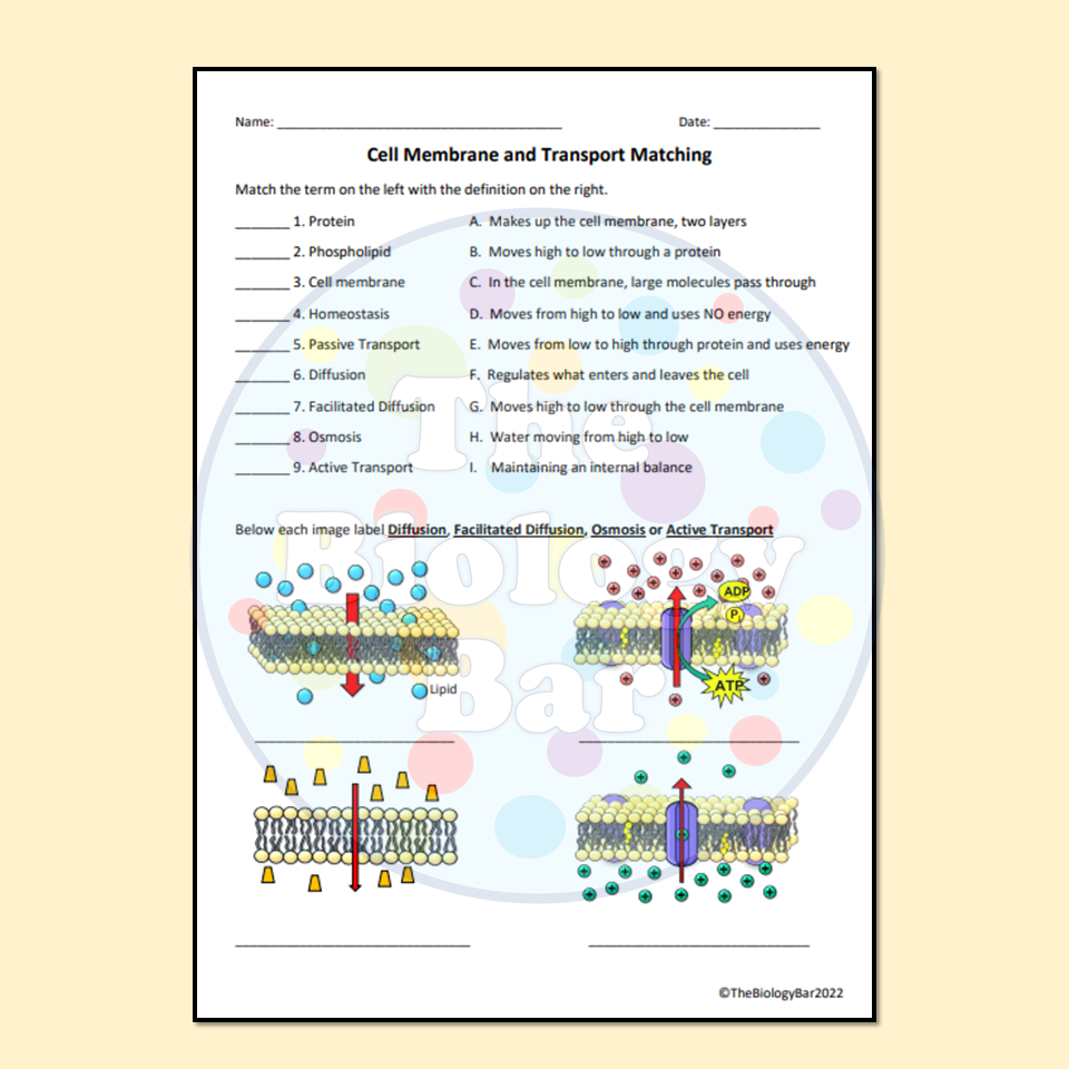 Biology 1 Cell Transport Overview Notes Cell Transport Review Worksheets Library