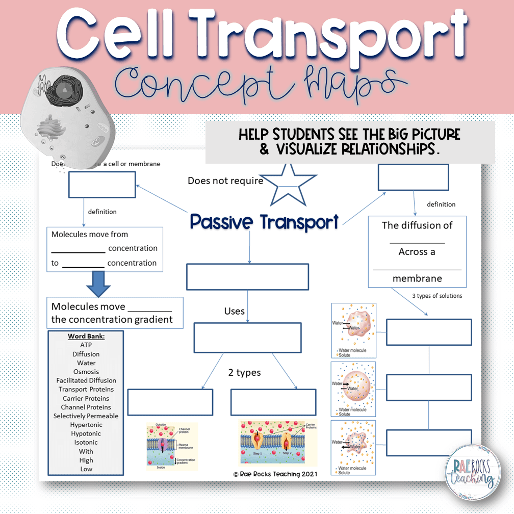 Biology 1 Cell Transport Overview Notes Cell Transport Review 