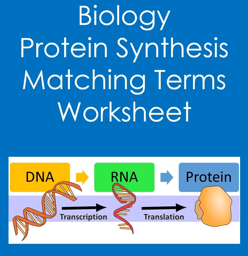 Biology Protein Synthesis Matching Terms Worksheet Classful