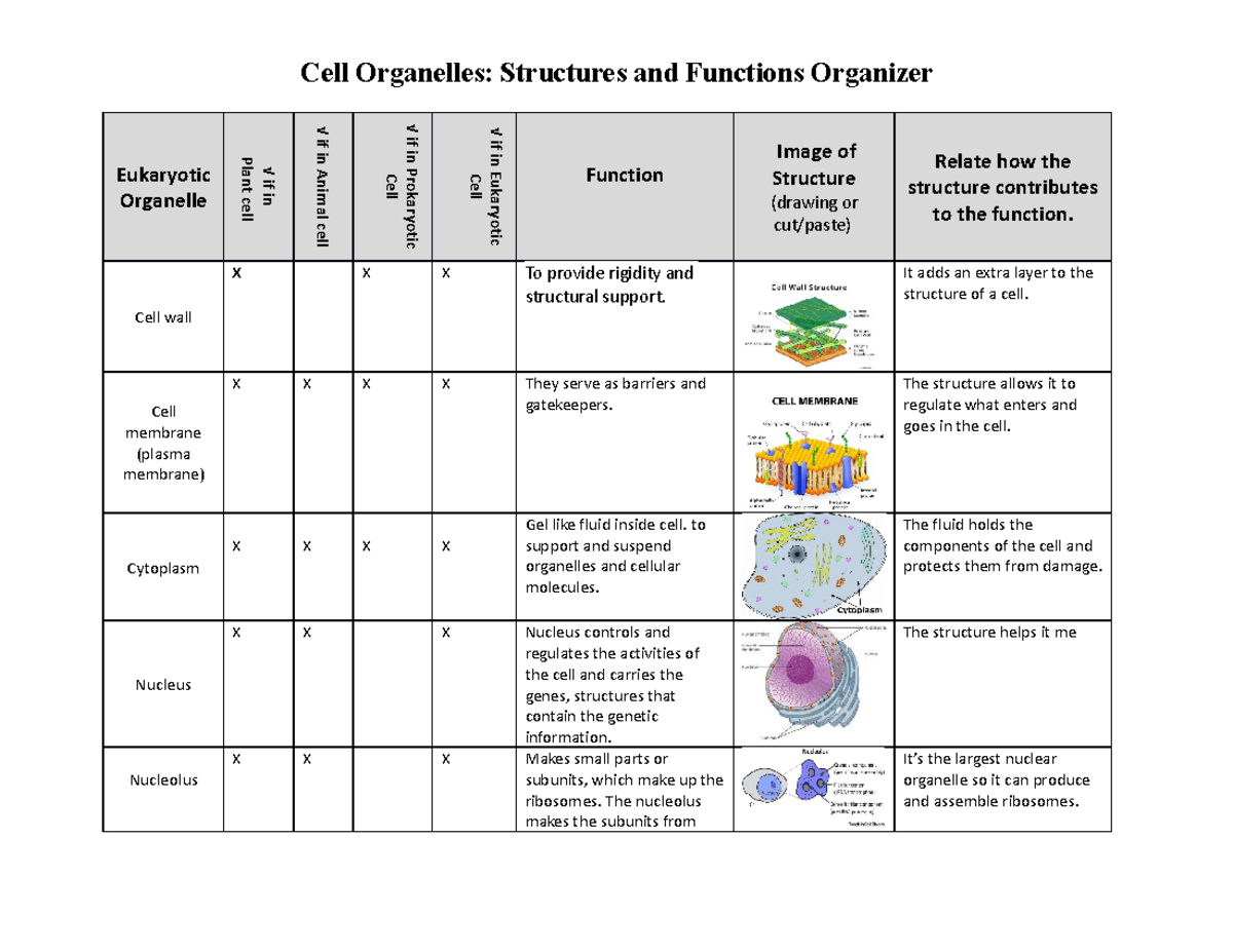 Cell Organelle Structure And Function Eukaryotic Organelle Plant Cell If In If In Animal Cell Studocu