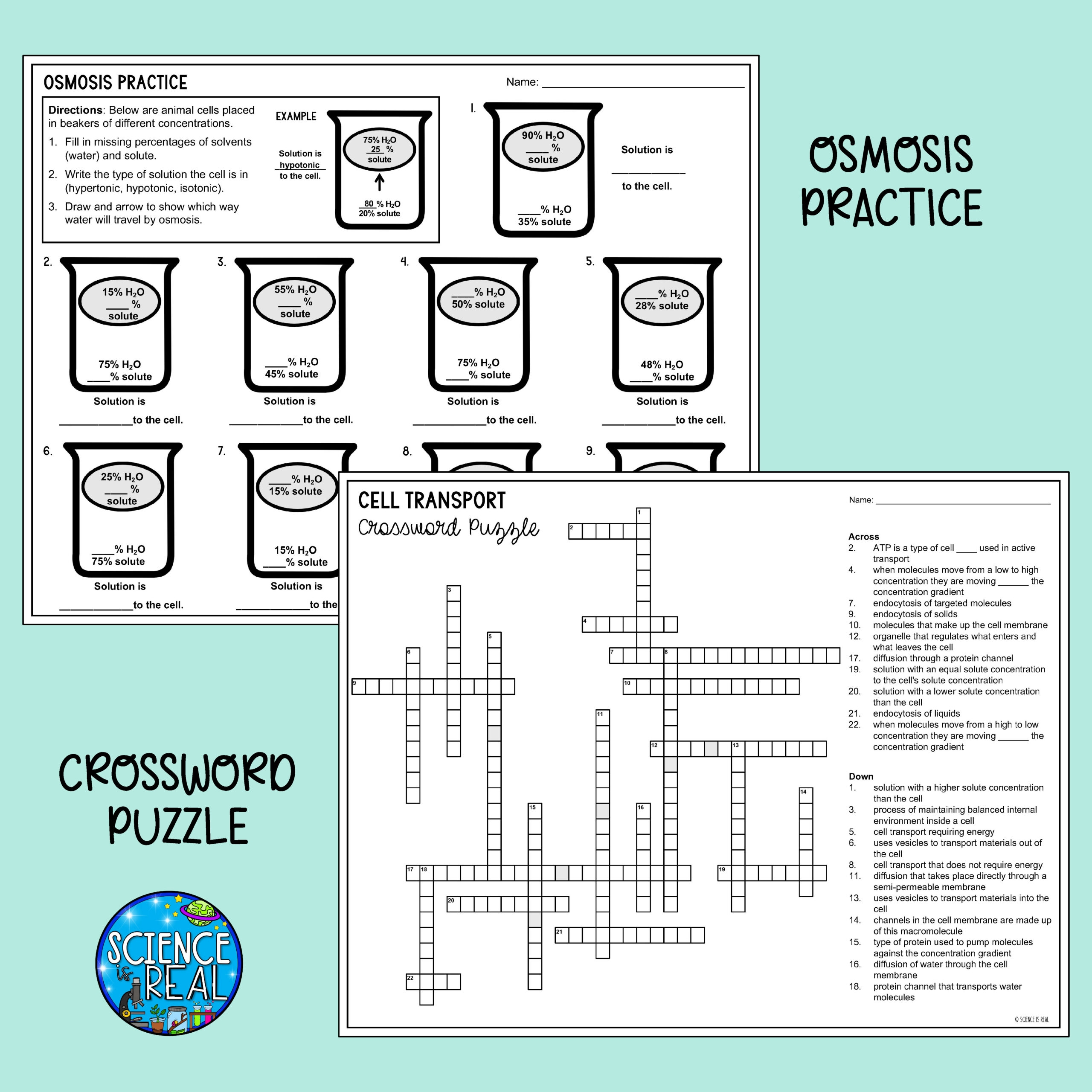 Cellular Transport Maze Worksheet Answer Key