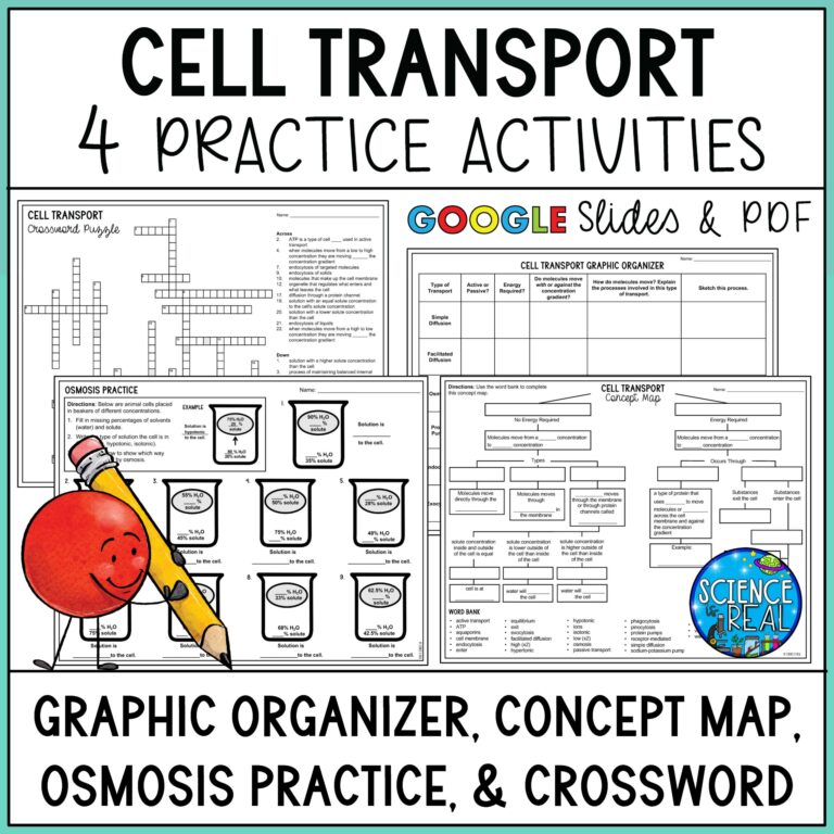 Cell Transport Graphic Organizer Concept Map And Activities Classful
