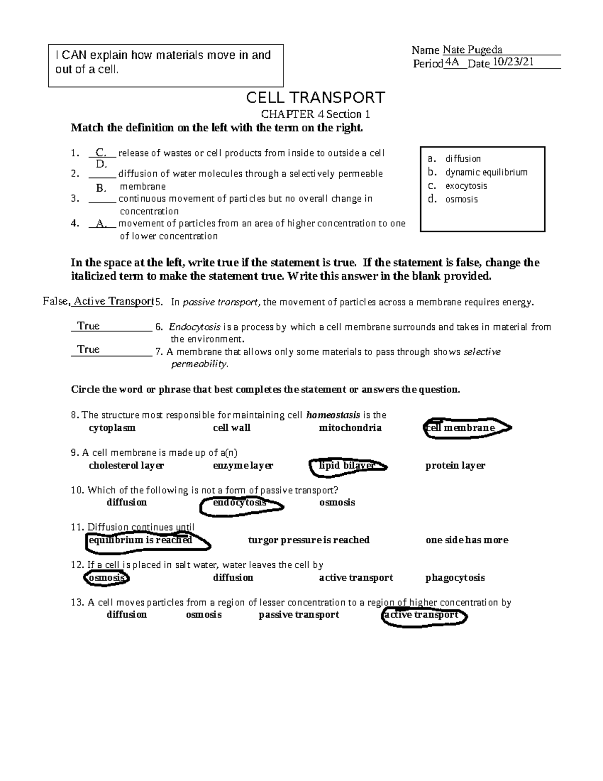 Cell Transport Maze Worksheet Answer Key