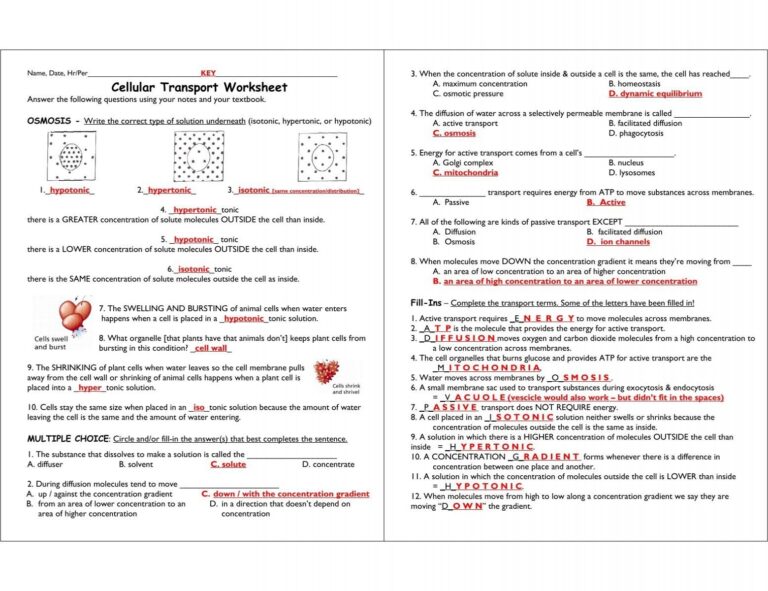 Cellular Transport Worksheet 1 SOLUTIONS pdf Kyoussef mci Home