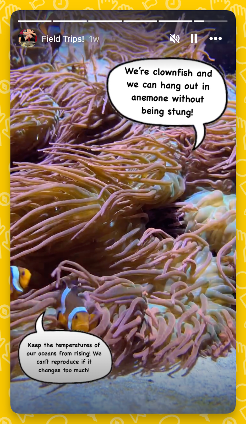 Clownfish And Sea Anemone Maze Worksheet