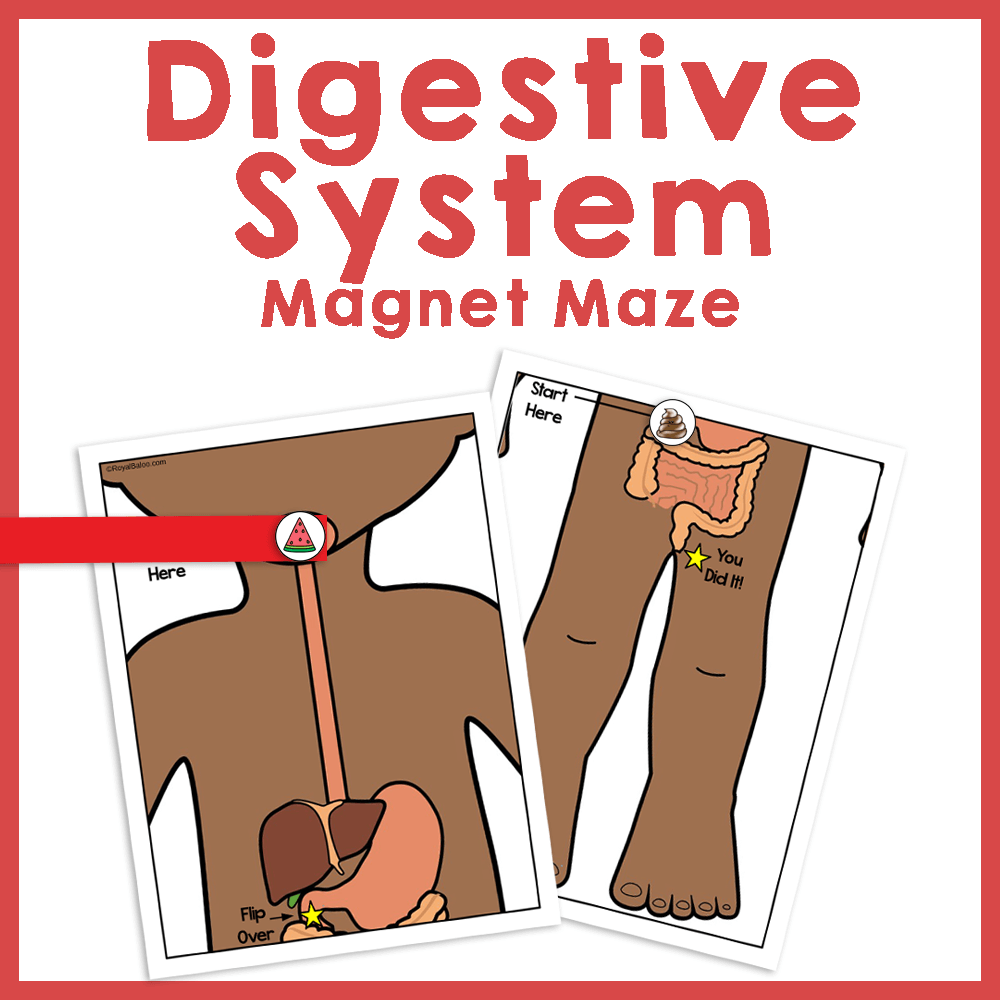 Digestive System Magnet Maze Royal Baloo