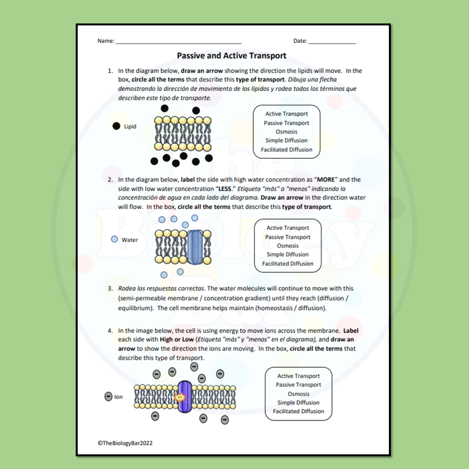 ESL Biology Cell Transport Worksheet Made By Teachers 