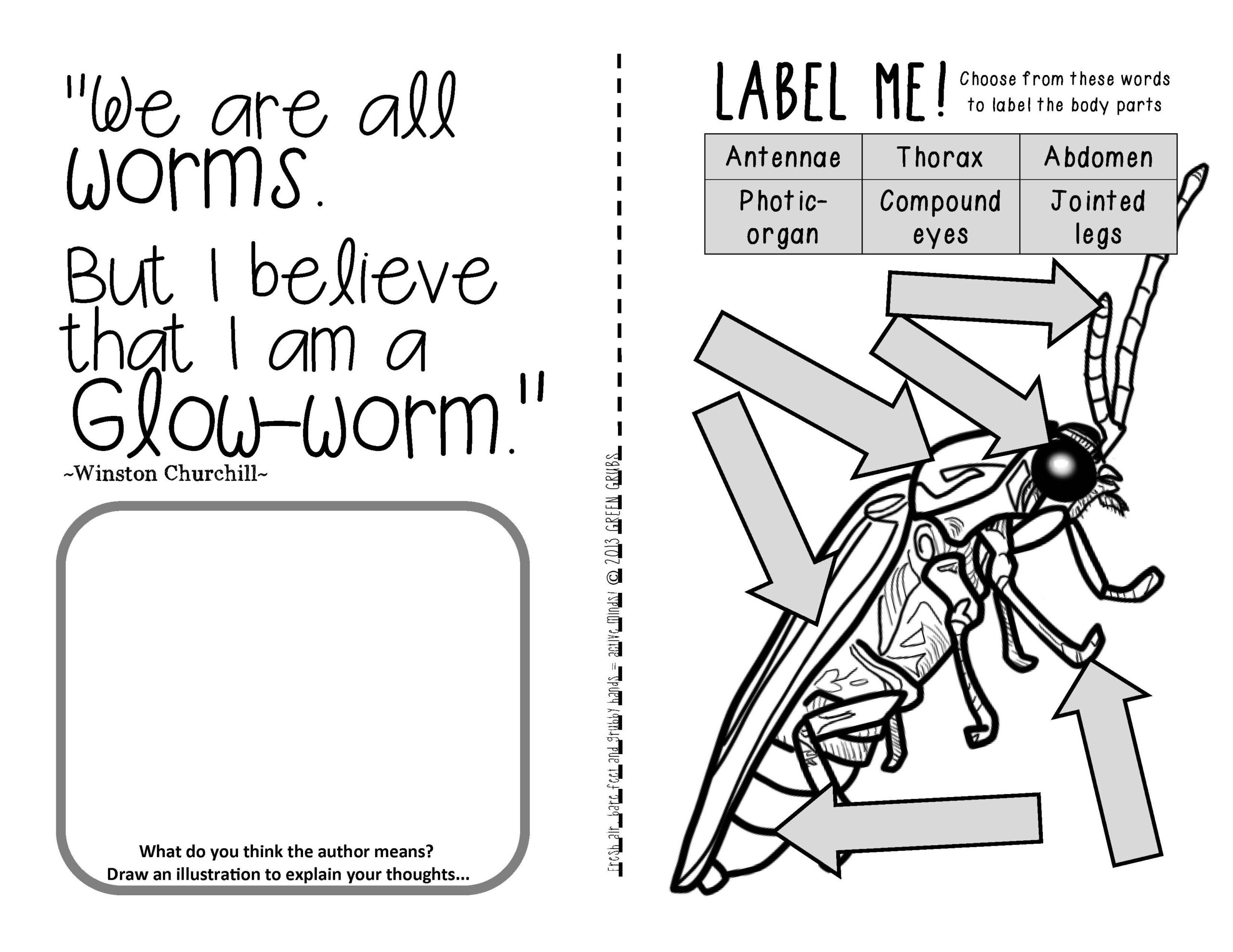 Fireflies Lightning Bugs U0026 Glowworms Ready Set GLOW Fun U0026 Facts Booklet 