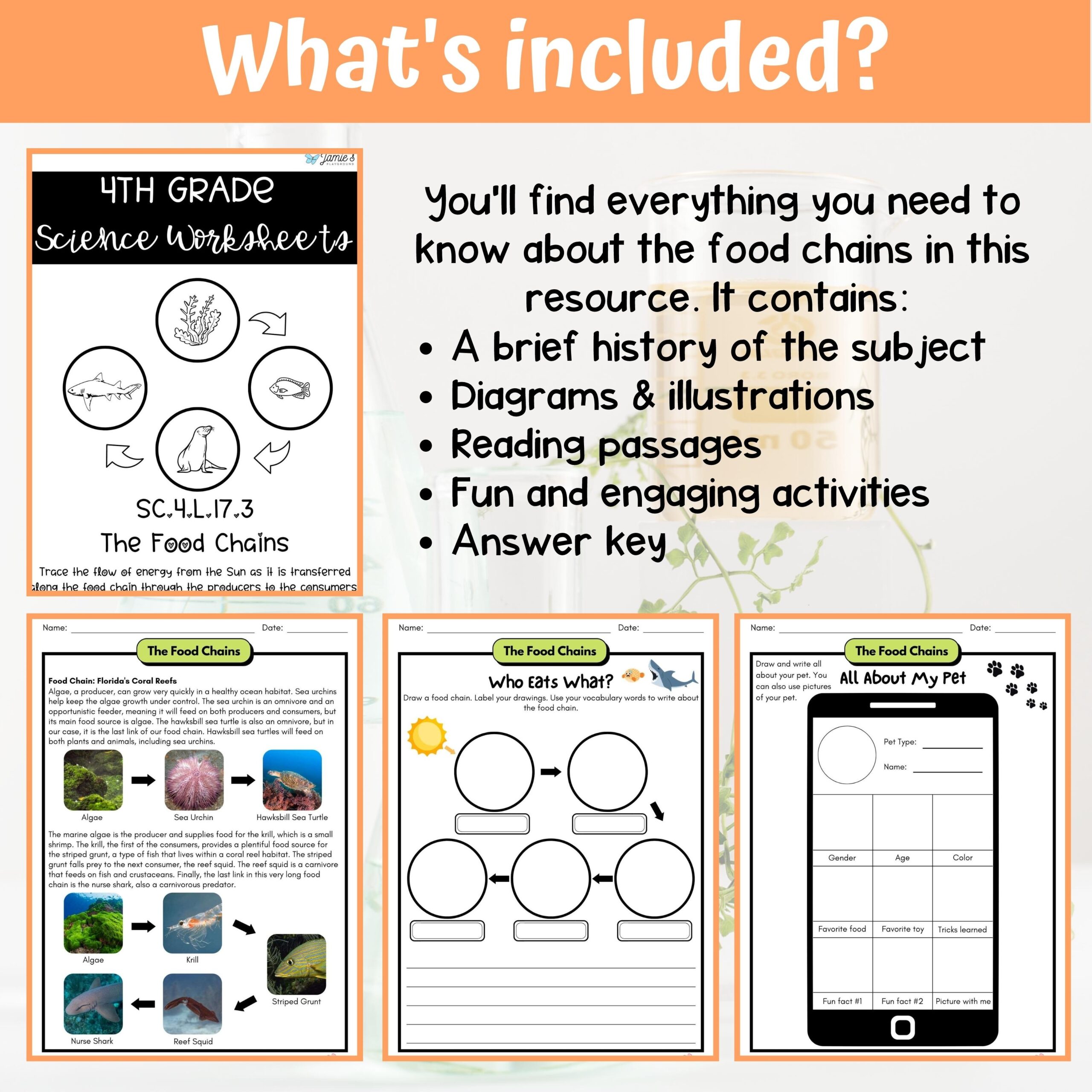 Food Chains Activity U0026 Answer Key 4th Grade Life Science Classful