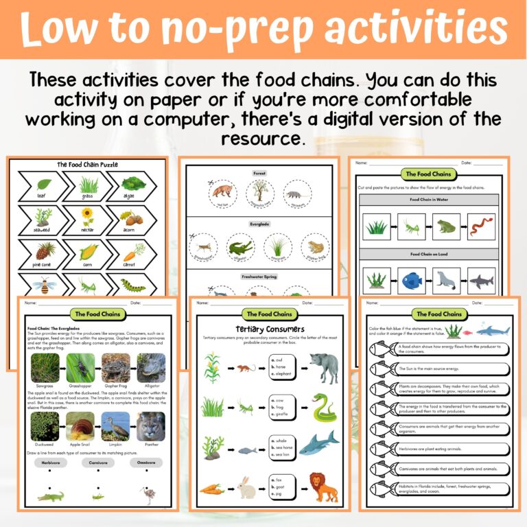 Food Chains Activity U0026 Answer Key 4th Grade Life Science Classful