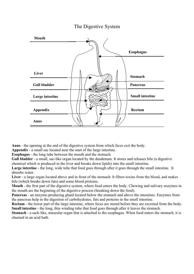 Digestive System Maze Worksheet