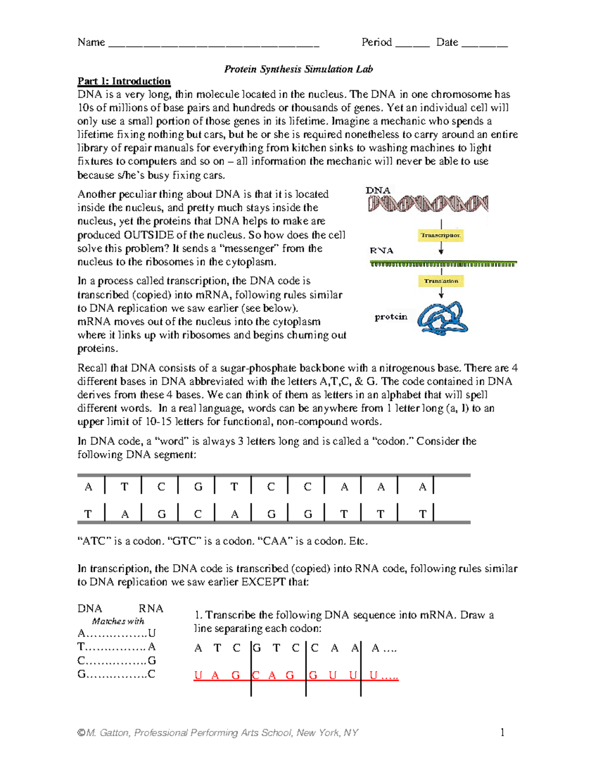 Protein Synthesis Simulation Activity Answer Key Protein Synthesis Simulation Lab Part 1 Studocu