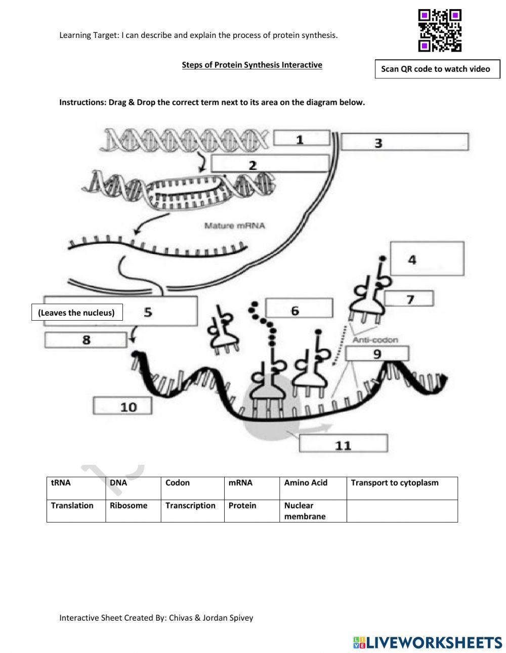 Protein Synthesis Maze Worksheet Answer Key