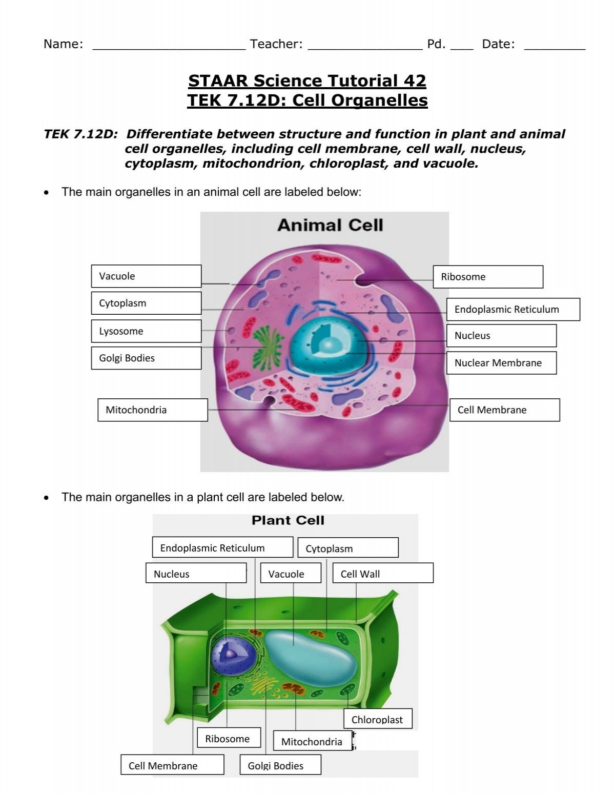 STAAR Science Tutorial 42 TEK 7 12D Cell Organelles