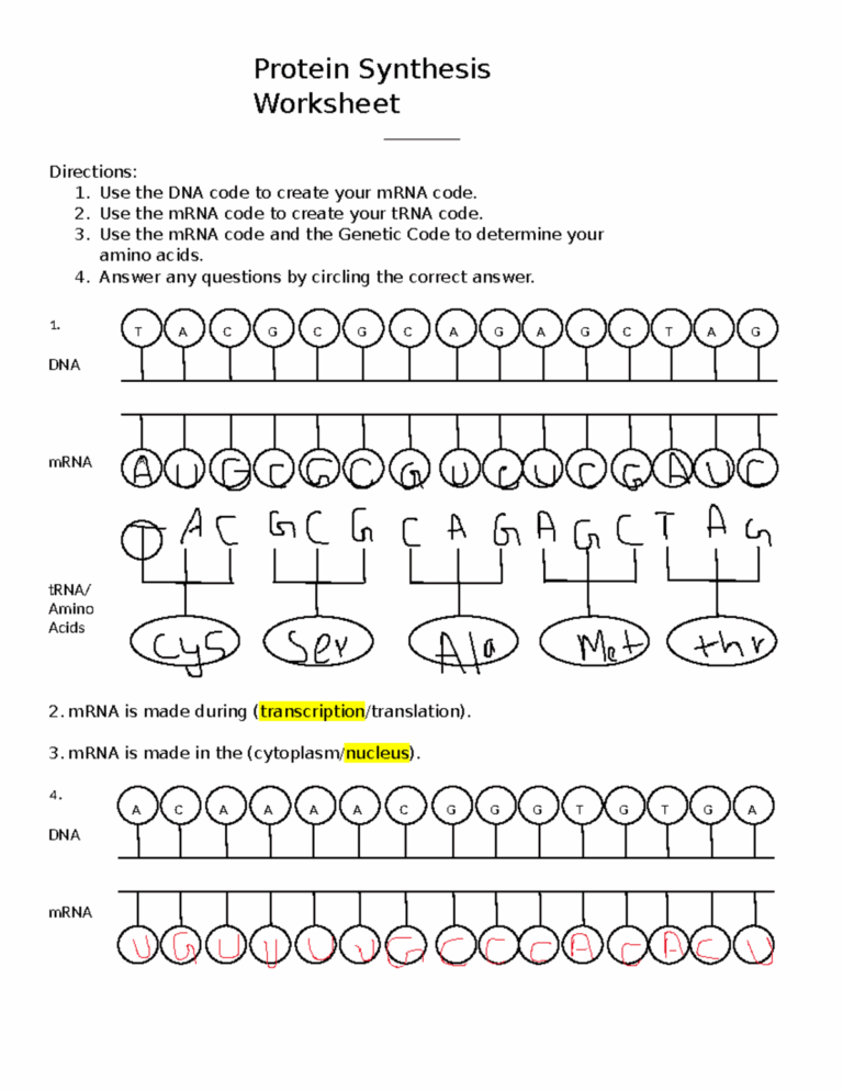 Visual Protein Synthesis Worksheet Protein Synthesis Worksheet